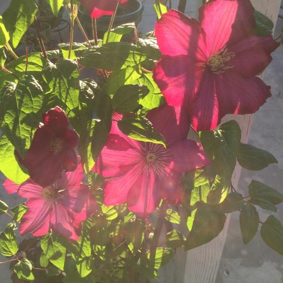 POSHMARK AMBASSADOR II dalialafleur - Picture 10 of 11